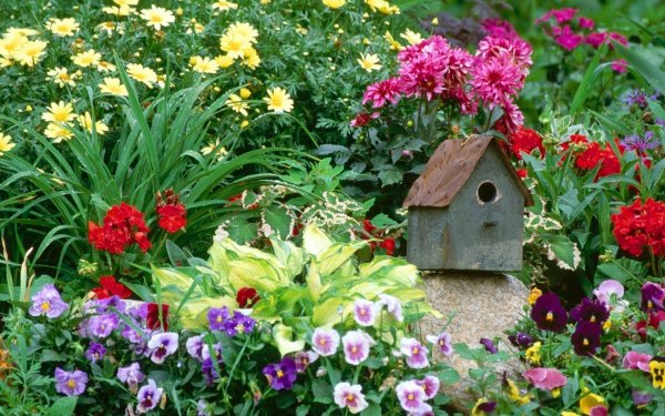 Анютины глазки, цинии, георгины на клумбе