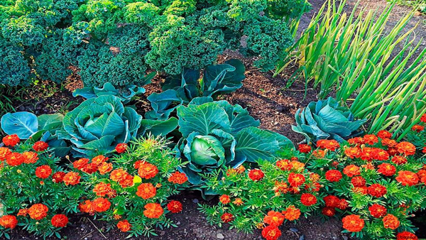 Бархатцы в огороде