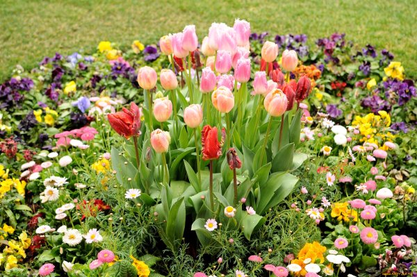 Клумба тюльпаны, хионодокса, Вудсток