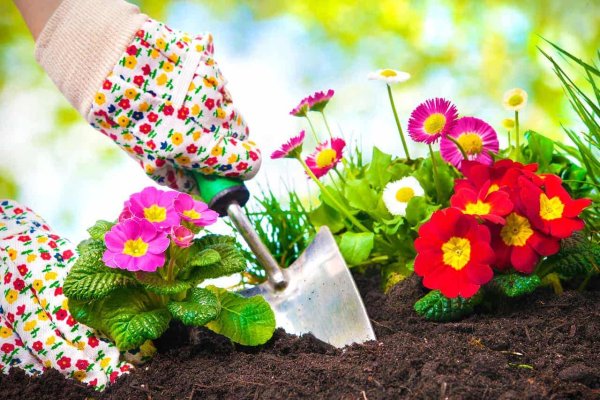 Посадка цветов