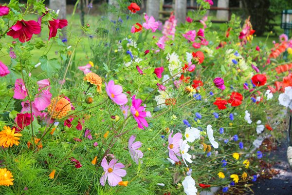 Космея на клумбе