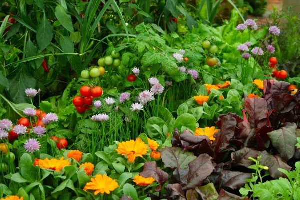 Овощной миксбордер