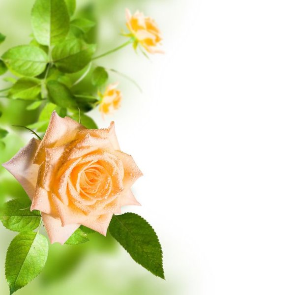 Красивая надпись имени Вера