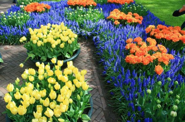 Мускари на клумбе