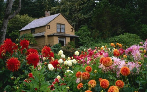 Георгина Дезлинг Сан