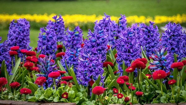 Весенняя клумба мускари гиацинт