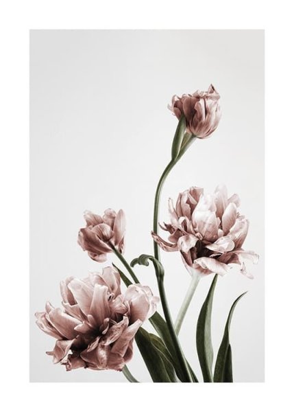 Цветы постеры для печати