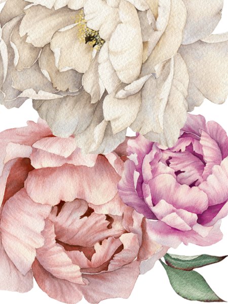 Пионы акварель