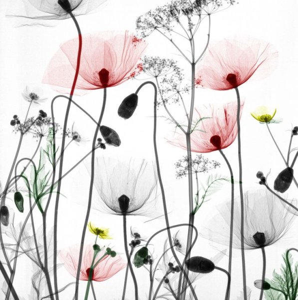 Постер "цветы"