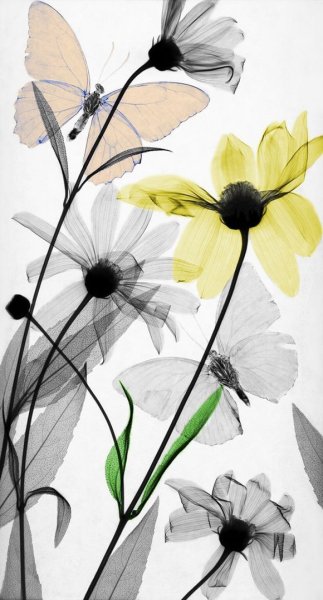 Арье вант РИТ