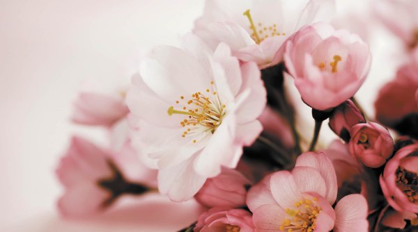 Красивые цветы горизонтальные