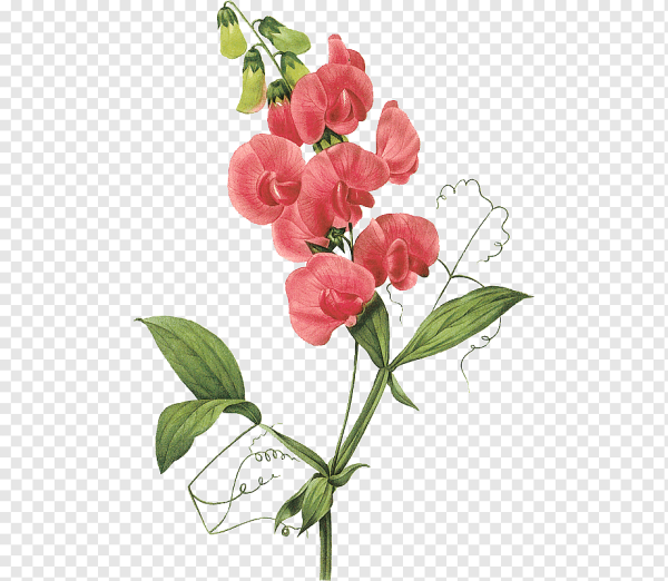 Пудровые розы и пионы