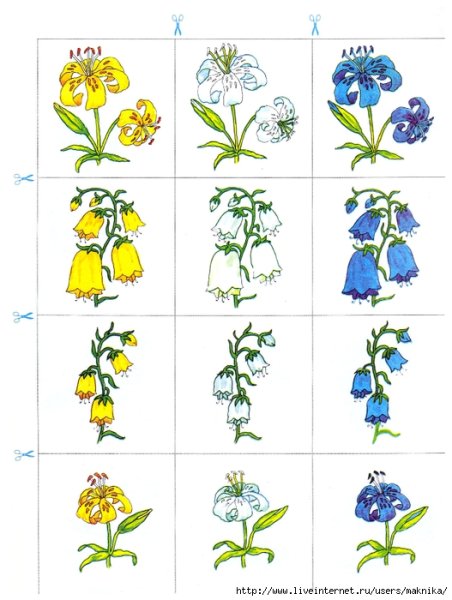 Растения со звуком р