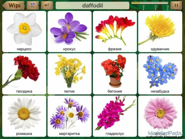 Цветы названия с картинками