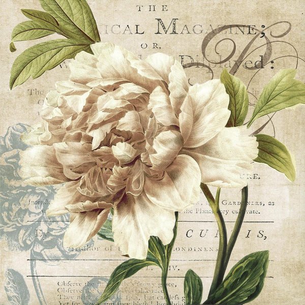 Художник Sonie Ames