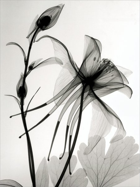 Картина цветы