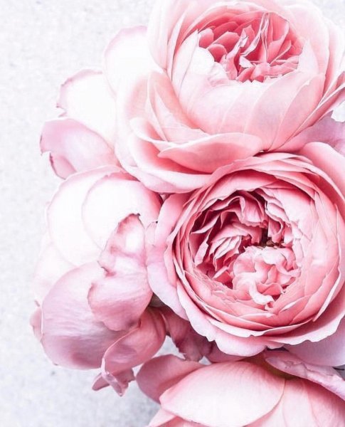 Фотообои комар Отакса