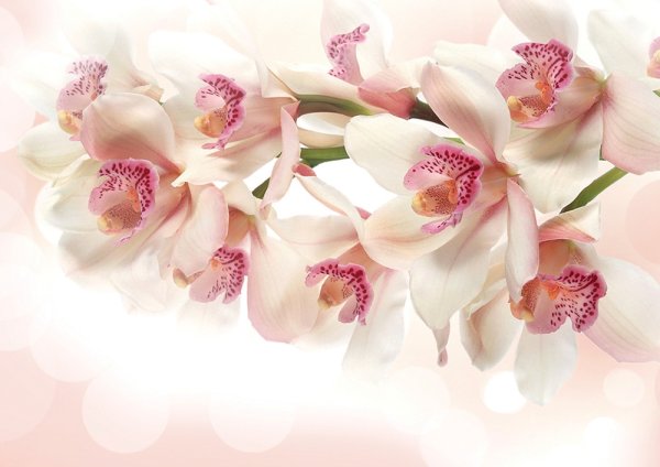 Художница Мари Берк