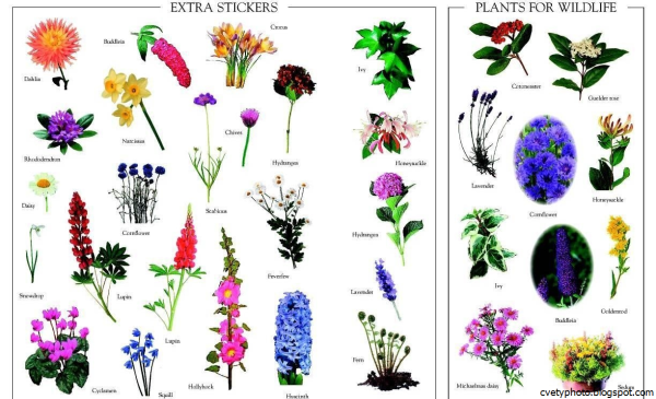 Название растений