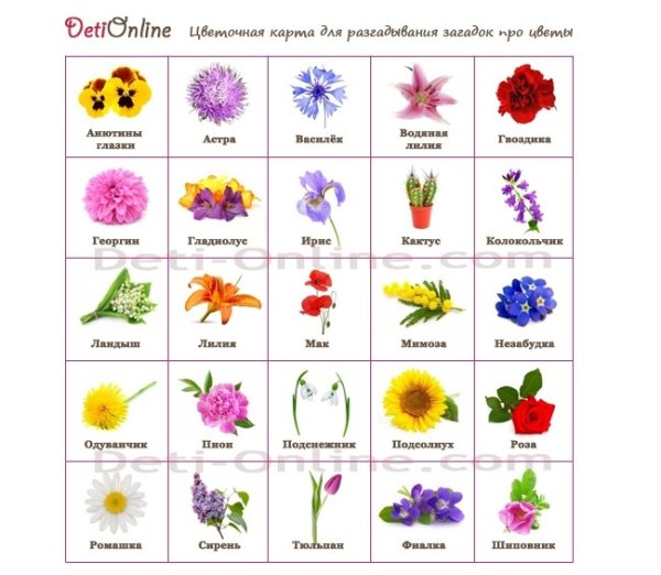 Названия цветов для дошкольников