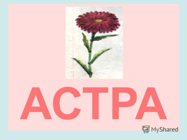 Карточка цветы для детей Астра,
