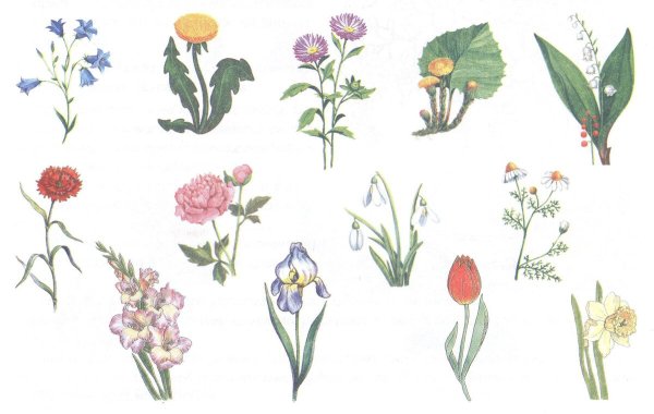 Полевые цветы для детей