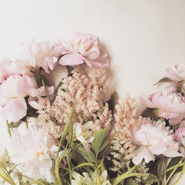 Красный цветок в руке