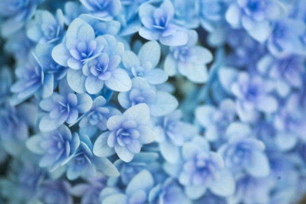 Светло голубые цветы