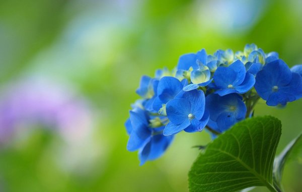 Гортензия Незабудка