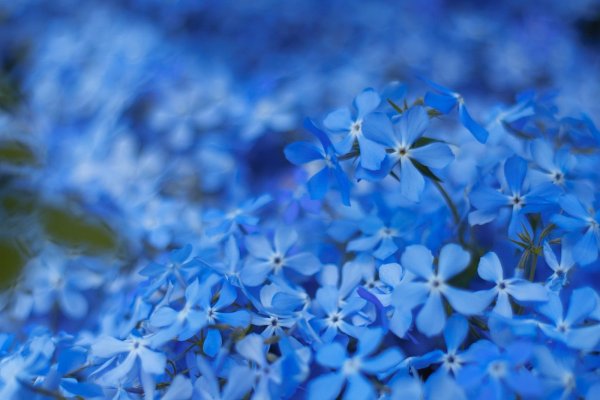 Синие цветочки