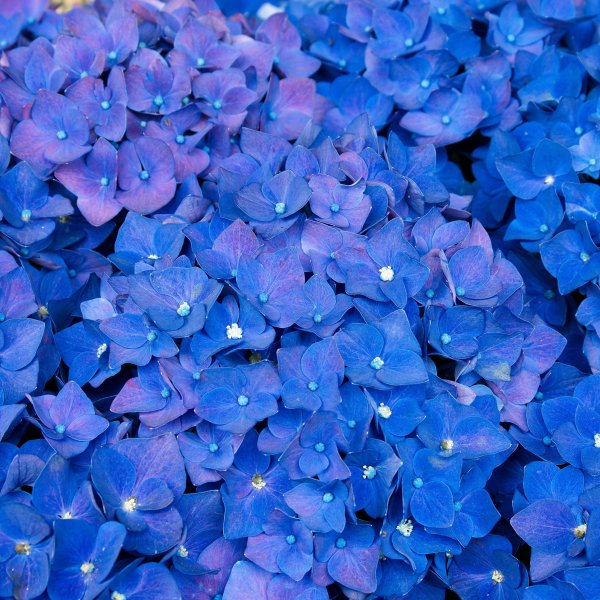 Гортензия крупнолистная