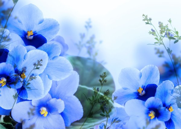 Лазурная гортензия