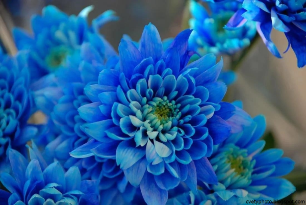 Ярко синие цветы