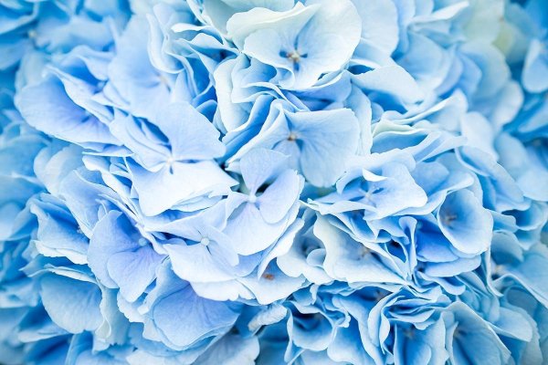 Гортензия гидрангея голубая