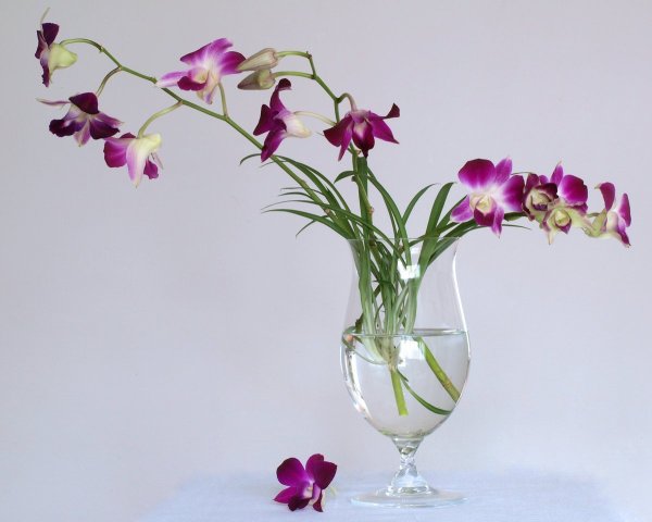 Цветы изящные утонченные