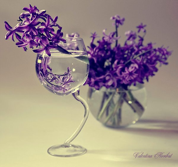 Изящные изысканные цветы