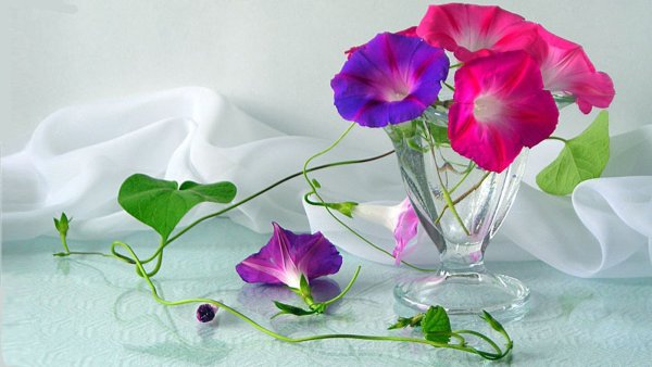 Натюрморт с вьюнком