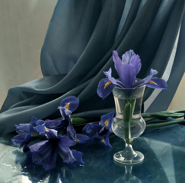 Ирисы синие в вазе