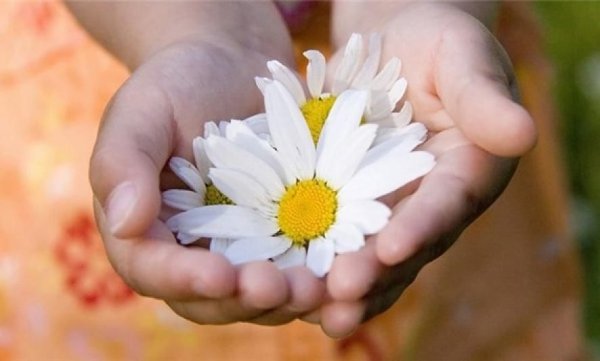 Ромашка на ладони