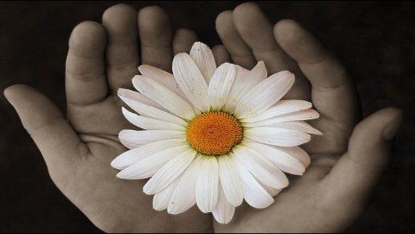 Ромашка на ладони
