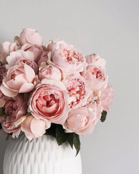 Пионы Эстетика нюд