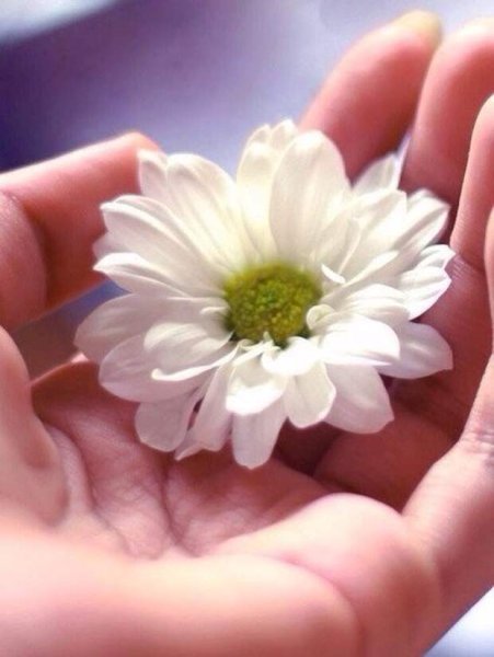 Роза в ладонях