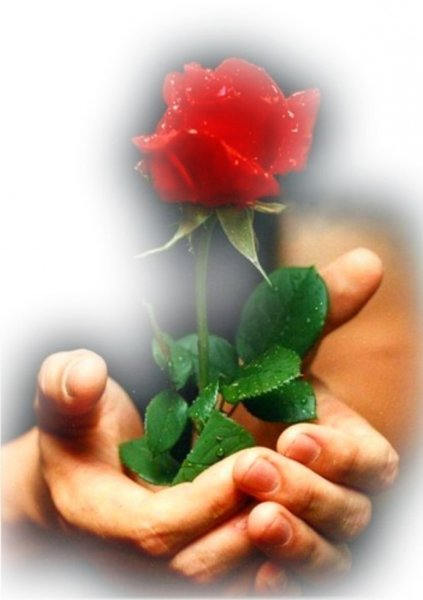 Красивые цветы в руках