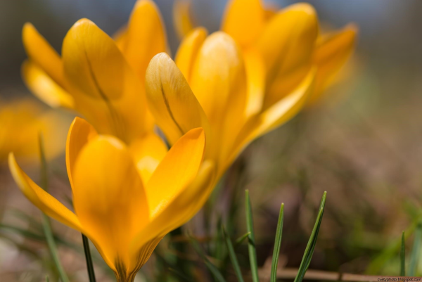 Цветы первоцветы желтые крокусы