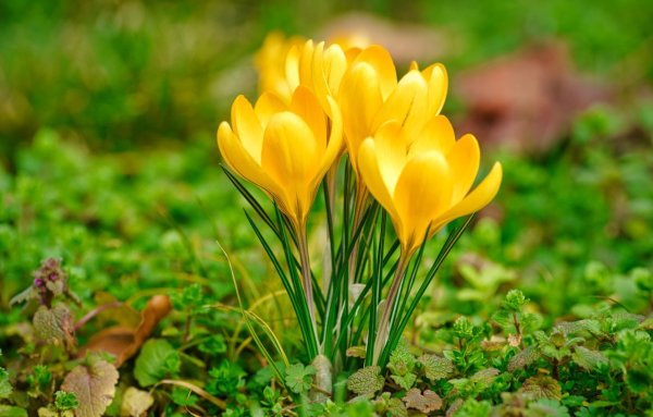 Весенние цветы желтый и малый