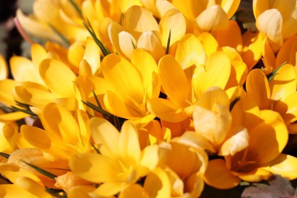 Шафран желтый