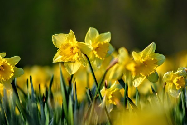 Жёлтые весенние цветы фото