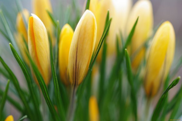 Пролески желтые цветы