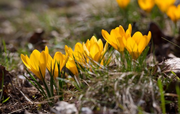 Крокус весенний желтый