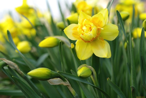 Бледно желтый Нарцисс